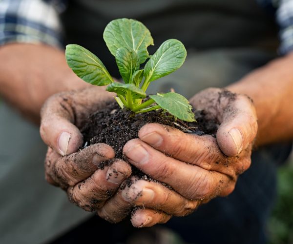 Senior man hands holding fresh green plant. Wrinkled hands holding green small plant, new life and growth concept. Seed and planting concept.